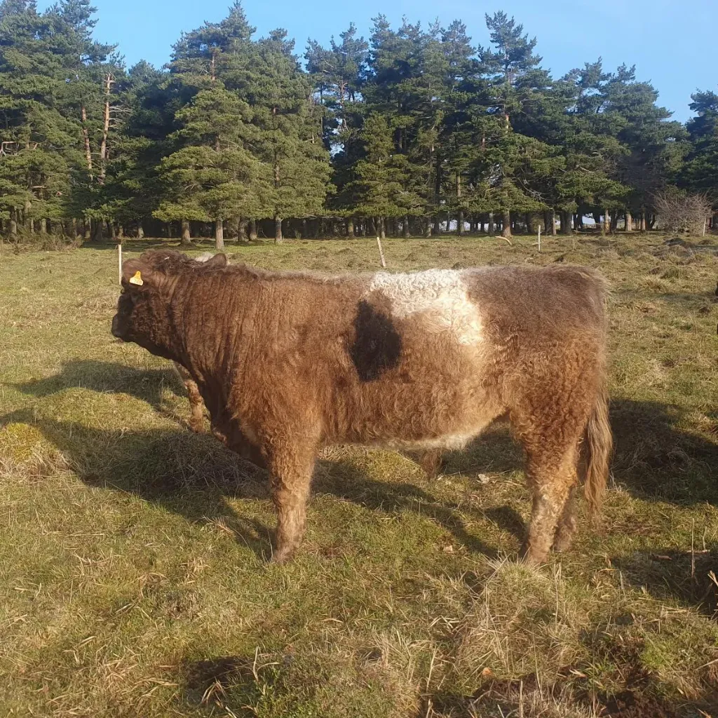 Peau de vache Galloway (#4248)