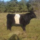 Peau de vache Galloway (#0321)